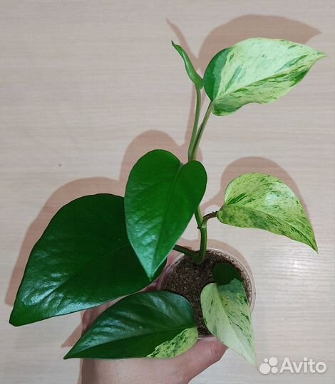 Эпипремнумы (ч.4)