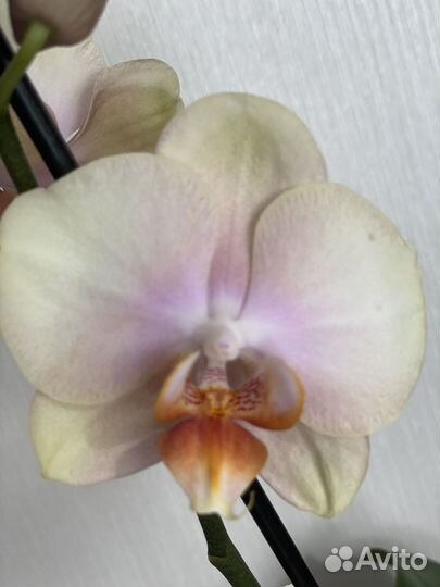 Фаленопсис