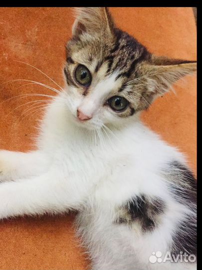 Котенок кошечка в дар