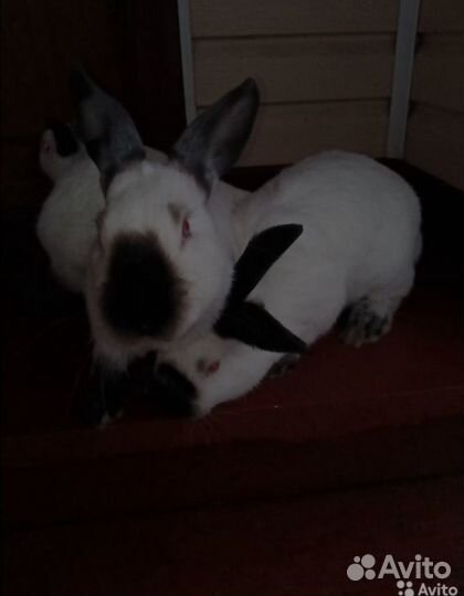 Калифорнийские кролики племенные