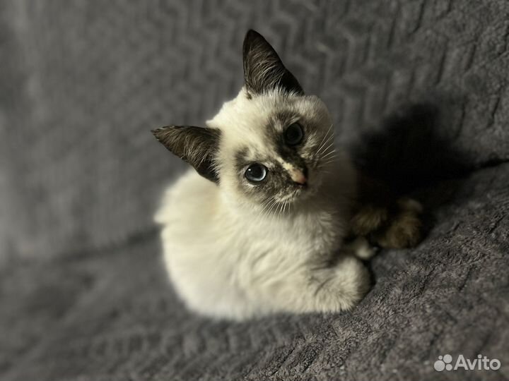 Отдам котёнка