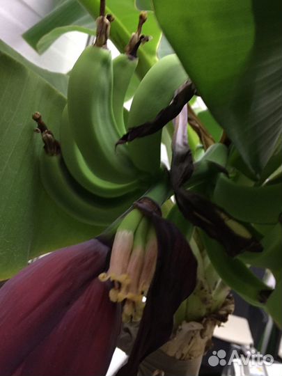 Продается растение-банан