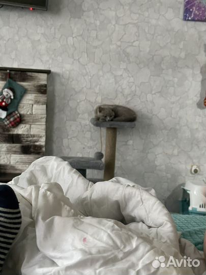 Шотландские прямоухие котята