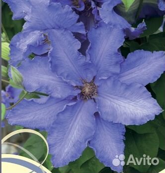 Клематис Балтик Вэйвз Новинка Цветы размером 24-28
