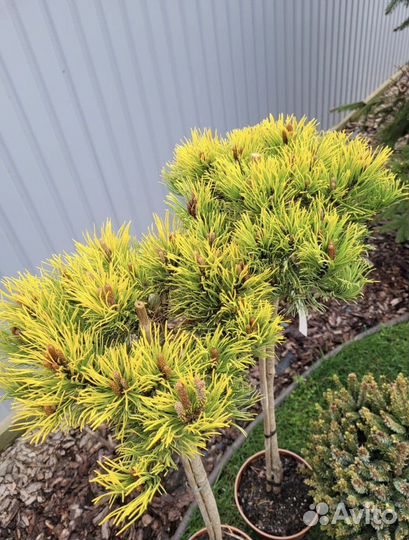 Сосна Грин твист Винтерголд и другие