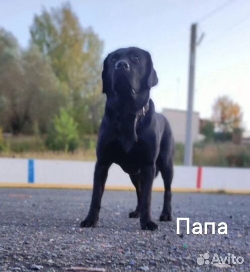 Продам щенка лабрадор-ретривера