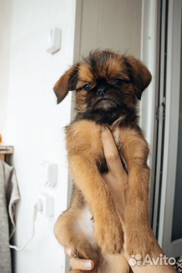 Брюссельский гриффон щенки