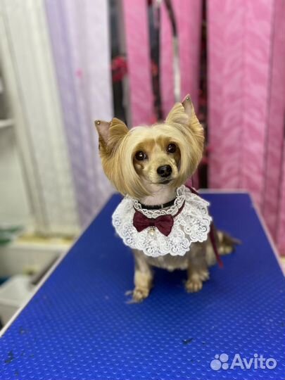 Груминг/грумер/стрижка собак/вычес