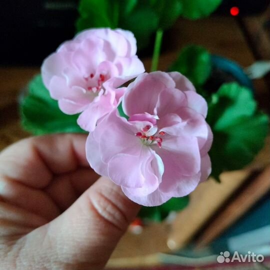 Пеларгония