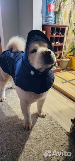Дождевик для собак