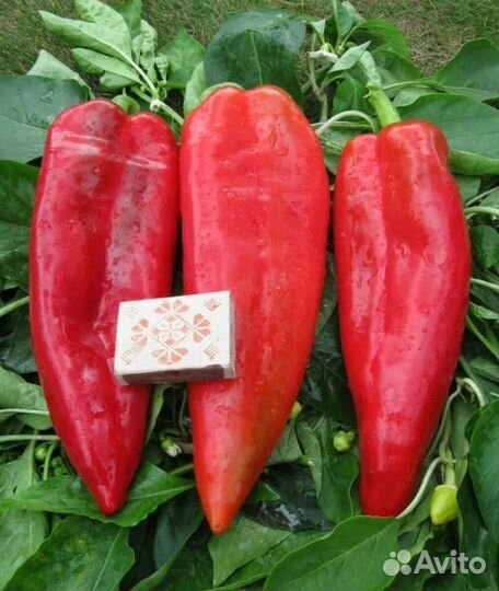 Рассада перца сладкого