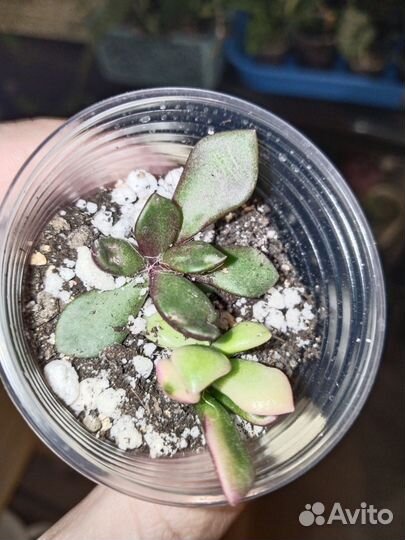 Суккуленты 2