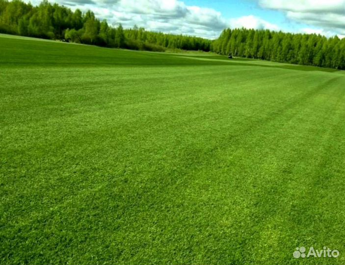 Рулонный газон 