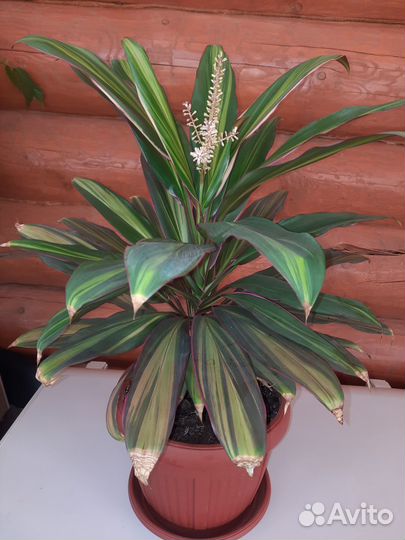 Продам цветы комнатные