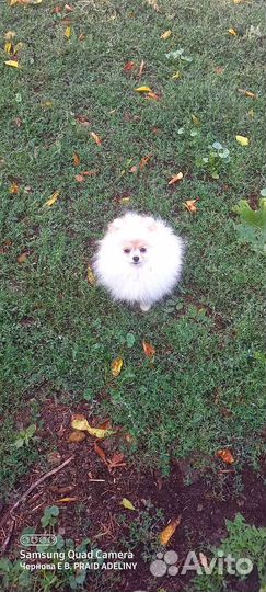 Девочки шпиц