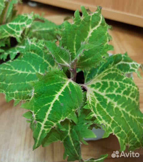 Черенки колеусов