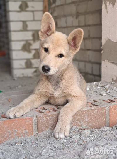 Собаки в дар бесплатно