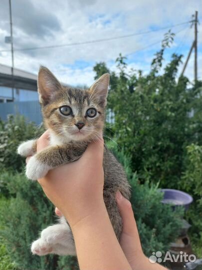 Отдам котят в добрые руки