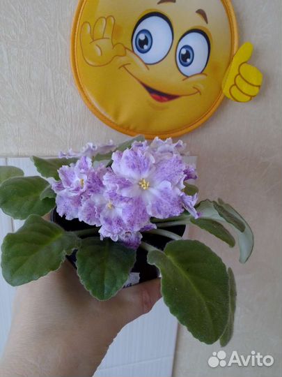 Фиалка/черенки