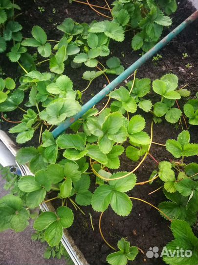 Рассада клубники