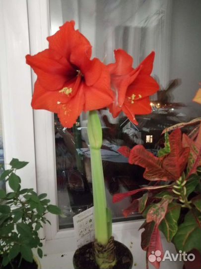 Амариллис