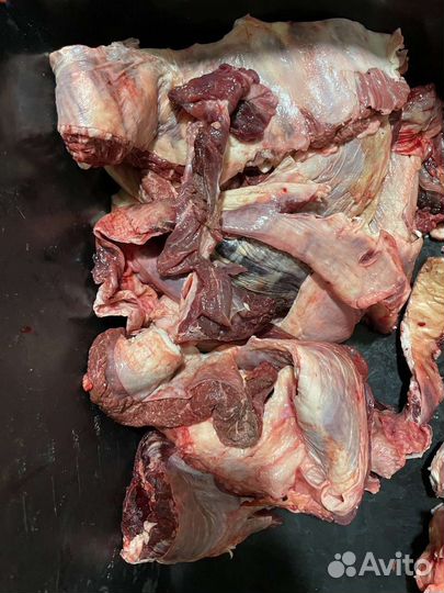 Мясо говядина и субпродукты для собак