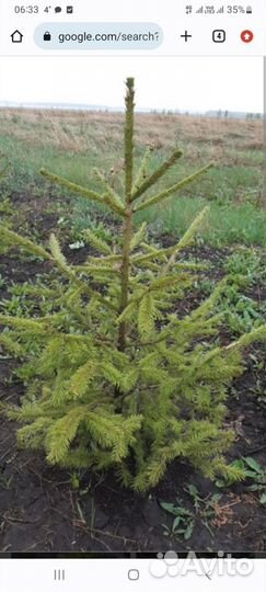 Сосна обыкновенная саженцы