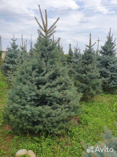 Ель туя клен и т.д