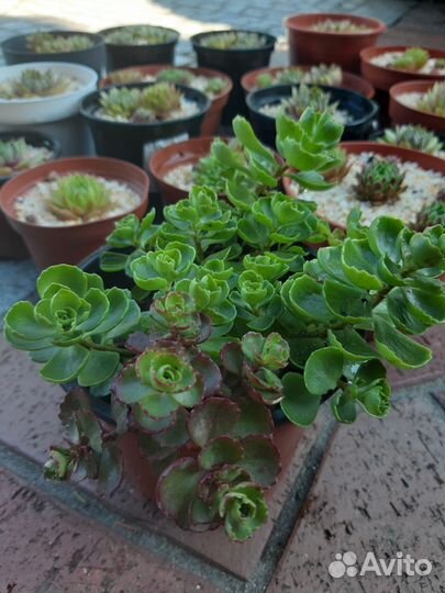 Очиток, молодило