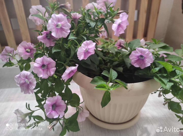 Петуния ампельная