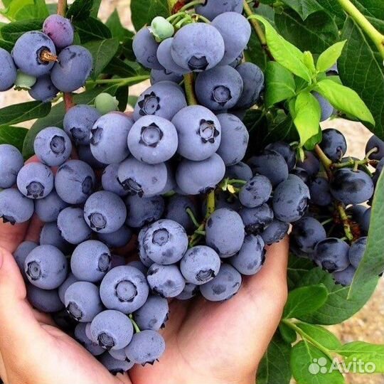 Жимолость/Каприфоль/Голубика