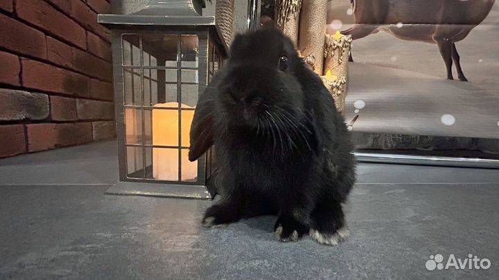 Декоративные кролики