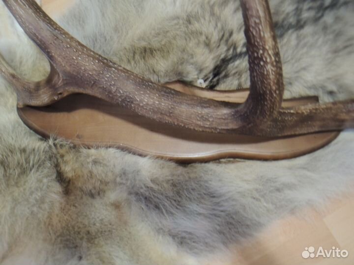 Вешалка из рога оленя