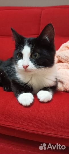 Котик