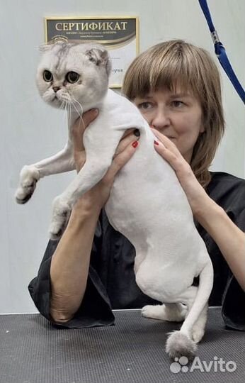 Груминг. Стрижка кошек и собак