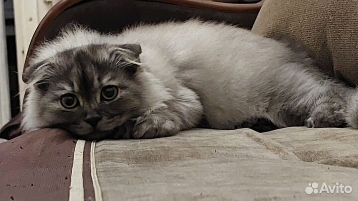 Вислоухие котята