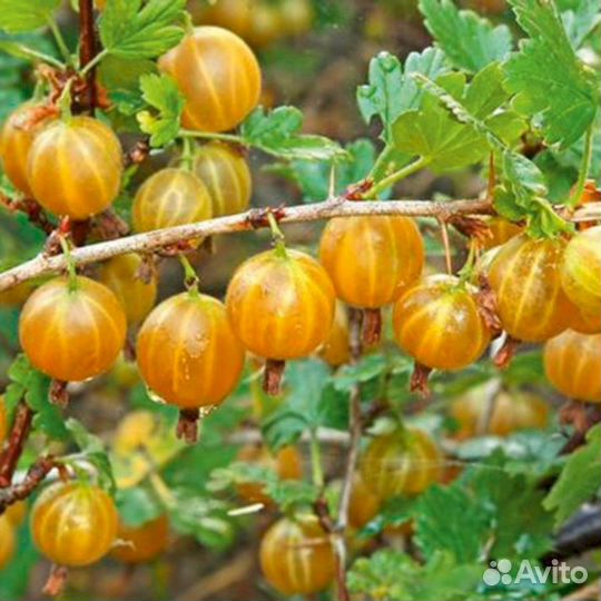 Саженцы крыжовника Русский желтый