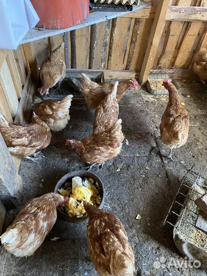 Куры несушки