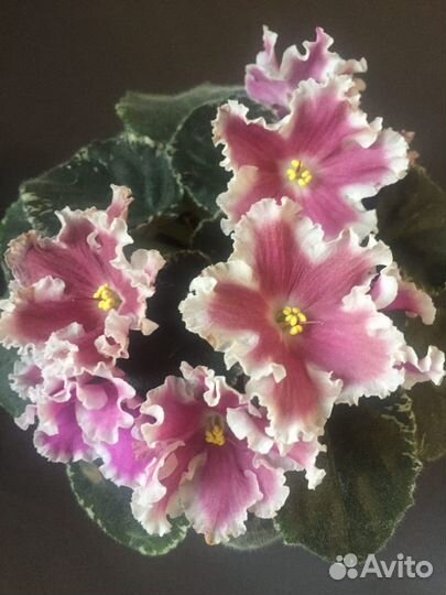 Фиалки сортовые