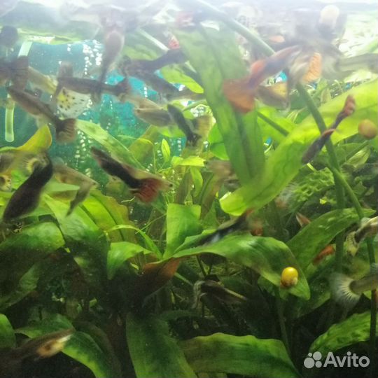 Рыбки гуппи