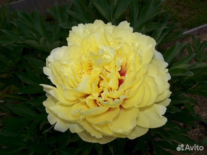 Пион жёлтый сорт Бартзелла
