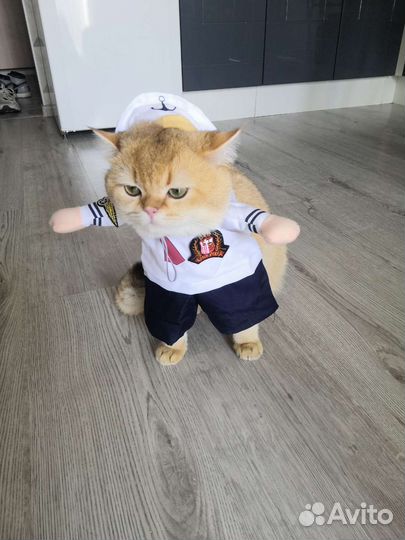 Британская золотая шиншилла котик