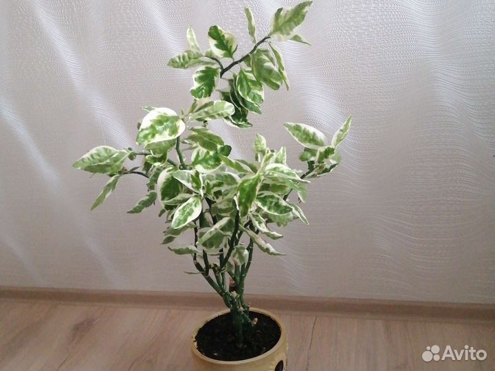 Комнатные цветы шефлера