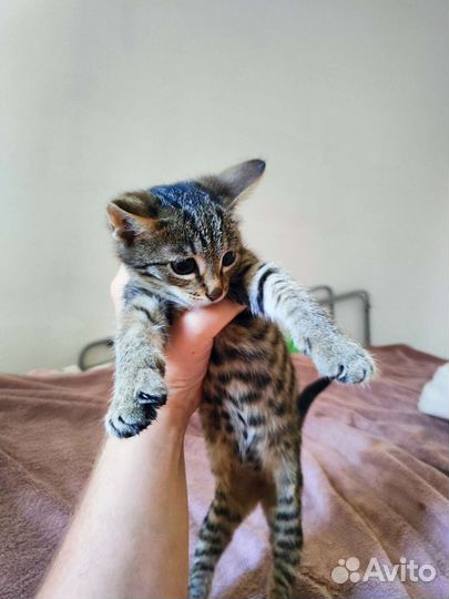 Котята в добрые руки бесплатно