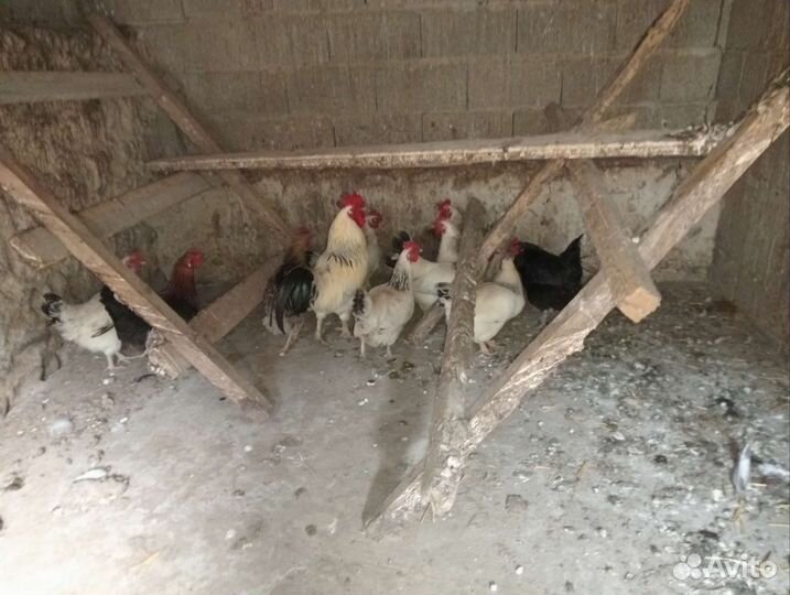 Куры серебрянки