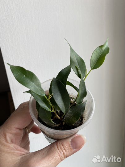Фикус бенджамина наташа