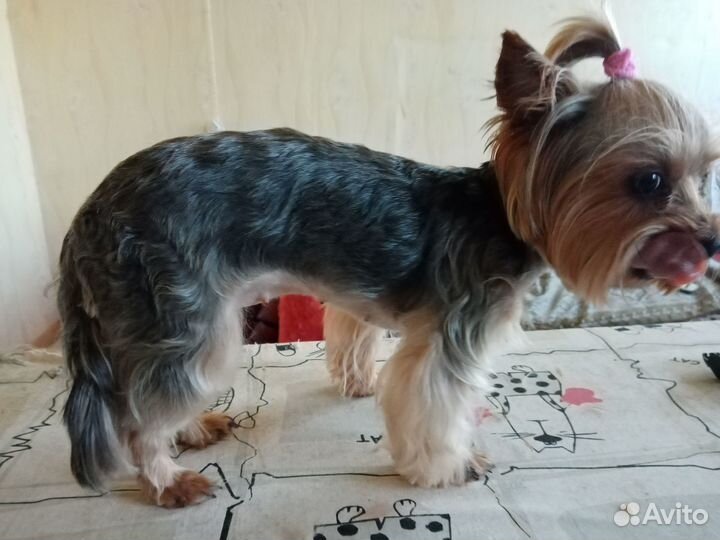 Груминг (модели)