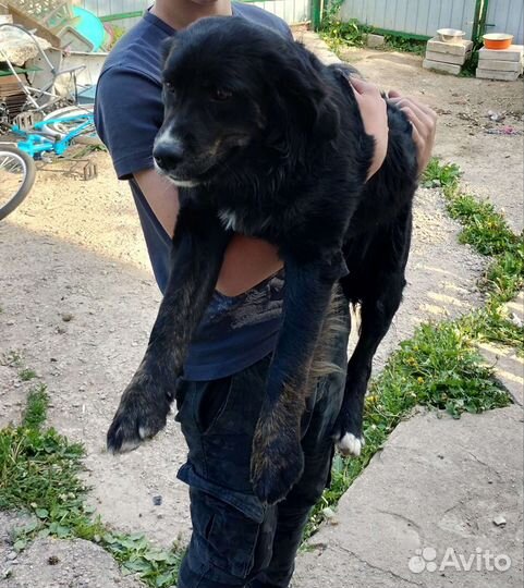 Собаки бесплатно