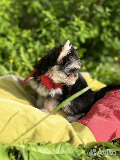 Йорк бэби фейс