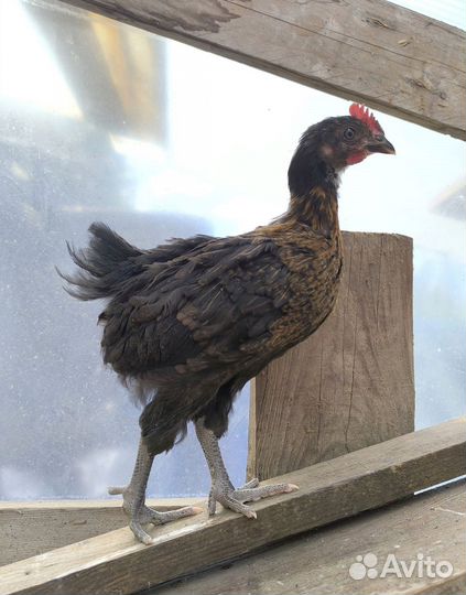 Молодой петух